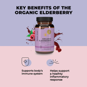elderberry immune system